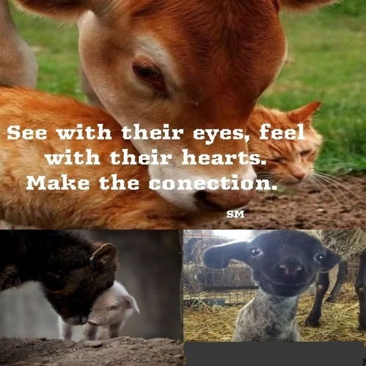 How Our Culture of Eating Animals Creates Our Culture of Violence